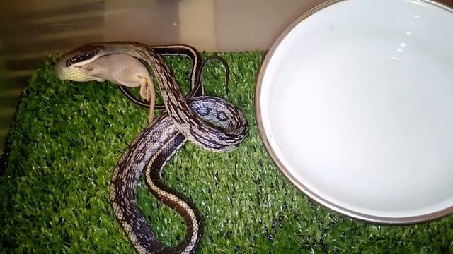 Змея кушает мышь смотреть онлайн