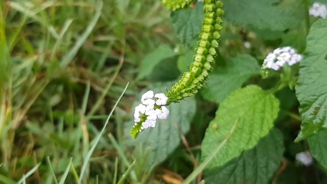 HELIOTROPIUM INDICUM (Indian Heliotrope, Indian Turnsole) / Medicinal Plants / The Rural Life смотреть онлайн