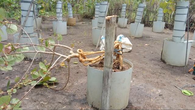 Cek Akar Bonsai Waru | Bonsai Neagari, Ekspose Akar смотреть онлайн