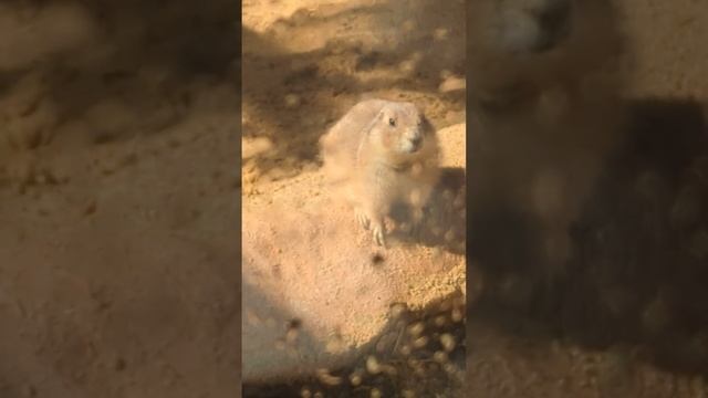 March 19, 2023 Семейный парк города Тояма Целебный зоопарк, где заботы сгорают.Что такое мир? смотреть онлайн