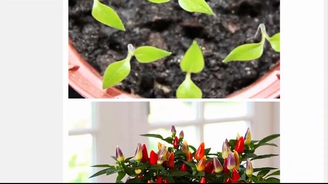 Перец балконно-комнатный Фиеста СЕМЕНА (10 семян) Разноцветный перец смотреть онлайн