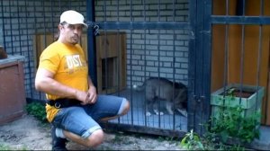 Урок № 4. Приучение щенка к вольеру. Первые шаги