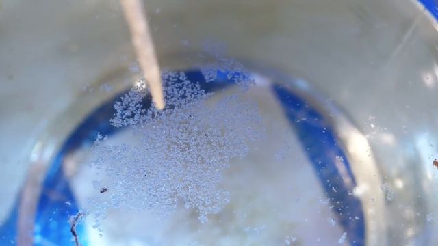Вот что за МЕСЯЦ ВЫРОСЛО в водопроводной ВОДЕ ? смотреть онлайн