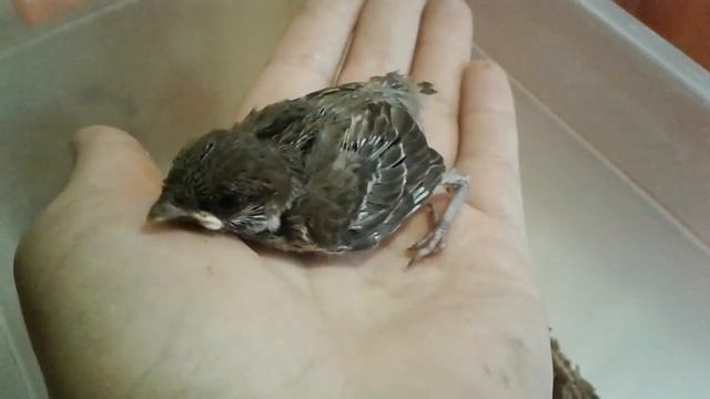 Птенец воробья растёт в домашних условиях. Луни уже 9 дней. смотреть онлайн