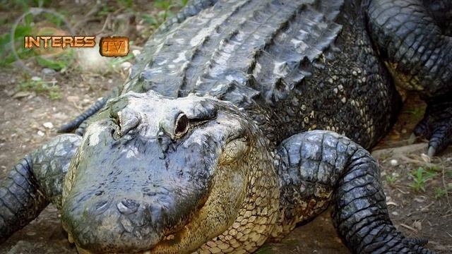 Чем раньше женщины красили губы смотреть онлайн