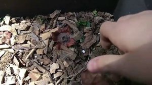 Террариум для жаб своими руками.