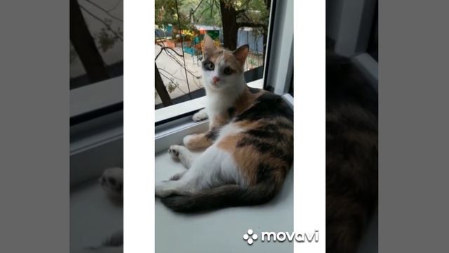 Котёнок,который гавкал превратился в красавицу смотреть онлайн