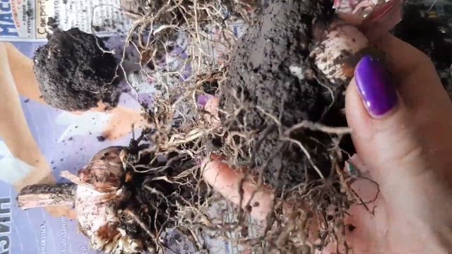 Пересадка комнатных цветов. Выкапывание Гладиолусов и Георгин на зимнее хранение. смотреть онлайн