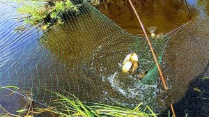 Рыбалка на паук! Огромные караси в болотном ручье! Рыбалка 2021!