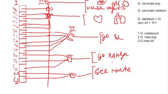 Вегетативная нервная система за 10 минут. Симпатическая и парасимпатическая части смотреть онлайн