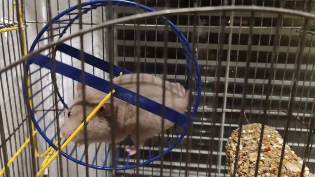 Тестовые видео в 4к с телефона Xiaomi Mi9t (K20 Pro)