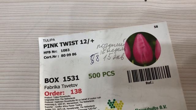 Выгонка тюльпанов. Промежуточный этап выращивания. смотреть онлайн