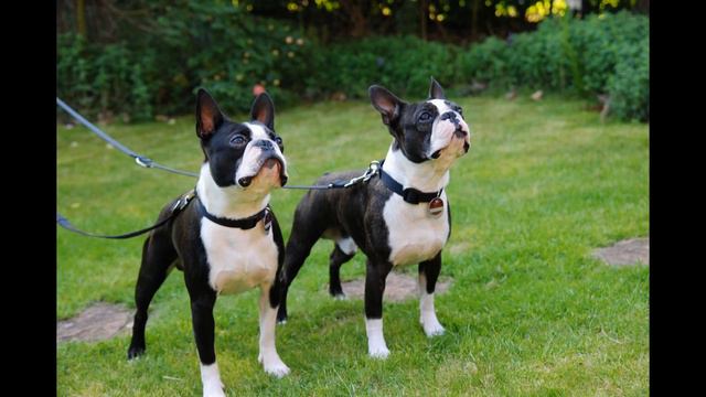 Бостон-терьер. Boston Terrier.