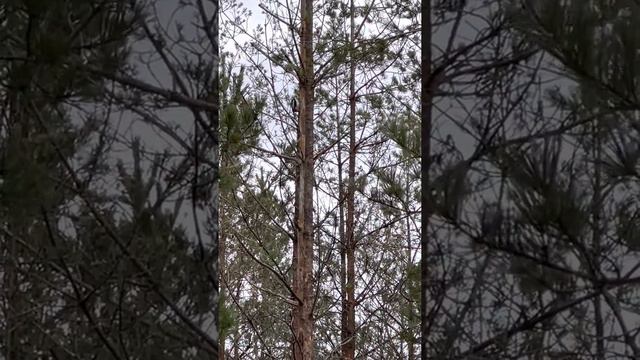 Дятел снято на IPhone 12 Pro Max смотреть онлайн