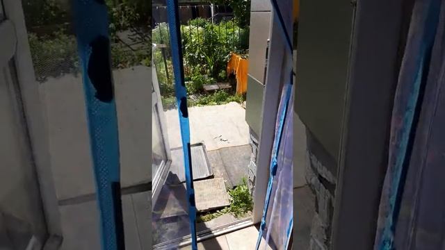 Самая умная порода собак