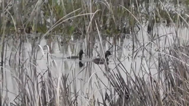 ПАРА ЧЕРНОШЕЙНЫХ ПОГАНОК(Podiceps nigricollis/Black Necked Grebe) ПРИБЫЛА НА ВОДОЁМ смотреть онлайн