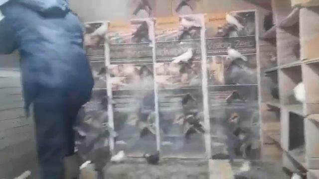 голуби.Славика.пгт.Рамонь.Воронежской.обл. смотреть онлайн