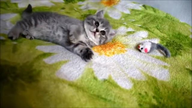 Попрыгунья-стрекоза Дженни! Британская кошечка с задорным нравом! смотреть онлайн