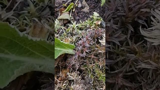 Как вышла из зимы моя #наперстянка. смотреть онлайн