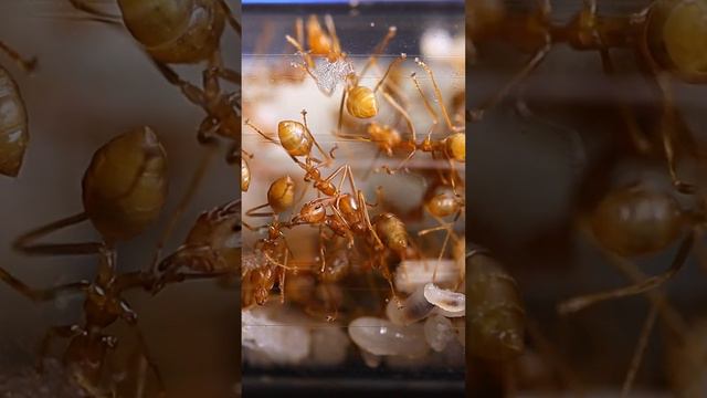КОРМЛЕНИЕ ЭКОФИЛ! Муравьи Портные - Развитие! #муравьи #муравьинаяферма #животные #насекомые смотреть онлайн