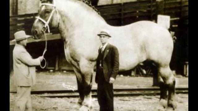 Топ 10 самых больших животных в мире! Редкие кадры самых больших животных на планете. смотреть онлайн