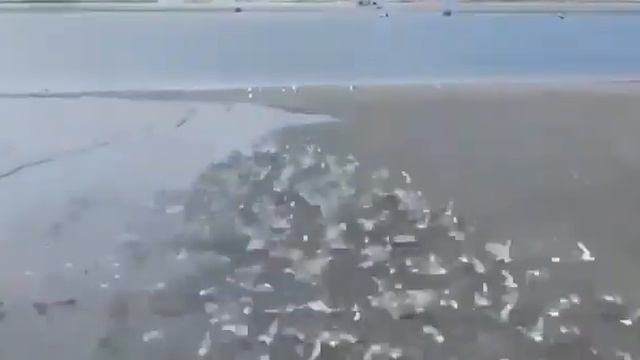 Это у нас, но то только не для нас, на берегу Охотского моря, !!!