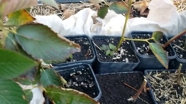 Подготовка укоренненых макушек ежевики к зимовке. смотреть онлайн