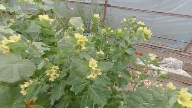 ГДЕ ЛЕРА? / ОБРЕЗАЛ ДЕРЕВЬЯ / ОПРОБОВАЛ НОВЫЙ СТАНОК ИЗ СВЕТОФОРА смотреть онлайн