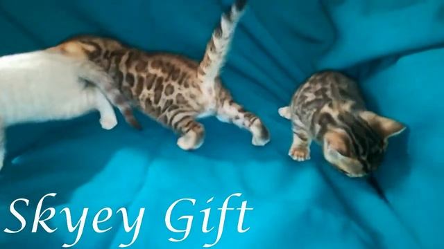 бенгальские котята