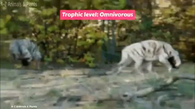 Striped hyena (Hyaena hyaena) смотреть онлайн