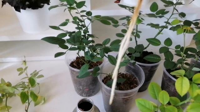 Положительный результат укоренения и деления комнатной розы смотреть онлайн
