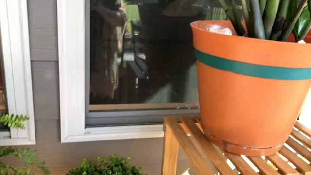 New Lanai Tour - Plants & Bun смотреть онлайн