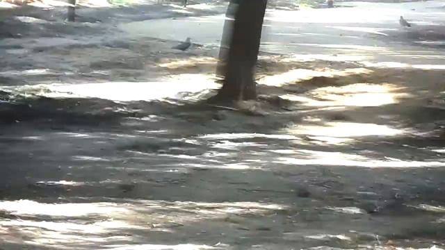 Наташинский парк. Люберцы. День физкультурника. Бродячие собаки. Безопасность. Дети. смотреть онлайн