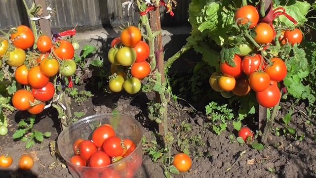 ТОМАТ МОСКВИЧ ИДЕАЛЕН ДЛЯ ОТКРЫТОГО ГРУНТА! Ольга Чернова. смотреть онлайн