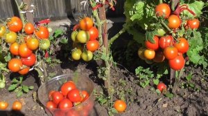 ТОМАТ МОСКВИЧ ИДЕАЛЕН ДЛЯ ОТКРЫТОГО ГРУНТА! Ольга Чернова.