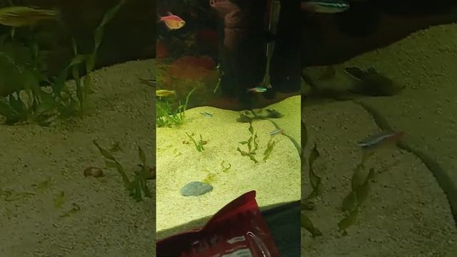 100 литровый аквариум.Какие удобрения лучше добавлять??? смотреть онлайн