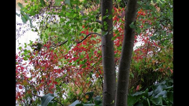 Chicago Botanic Garden - Early Fall смотреть онлайн