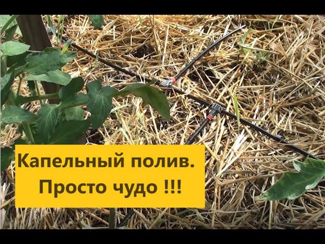 Капельный полив. Просто чудо !!! смотреть онлайн