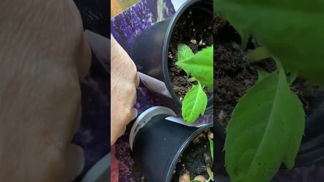 Как сохранить и приумножить(прищипка)Бальзамин или Ванька мокрый Share my video смотреть онлайн