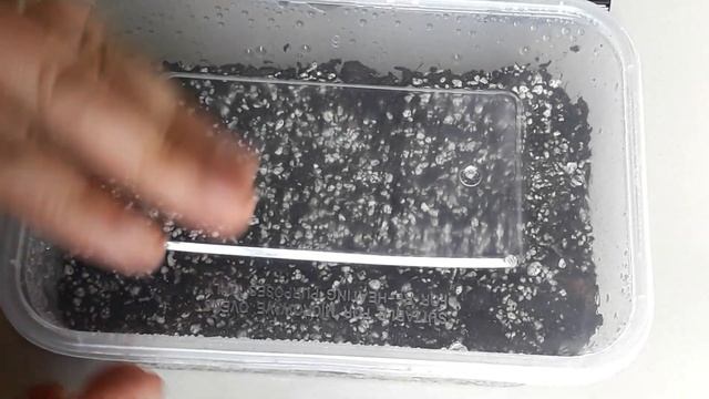 How To Plant  Astrophytum Asterias Seed
