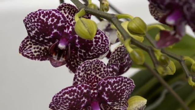 ОРХИДЕИ ПОПРУТ ЦВЕСТИ ВСЕГДА НЕ ТОЛЬКО ОТ ПОЛИВА ! ОРХИДЕИ ЦВЕТЕНИЕ И УХОД В ДОМАШНИХ УСЛОВИЯХ ! смотреть онлайн