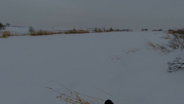 Охота на зайца Шахтинск. 6.02.23