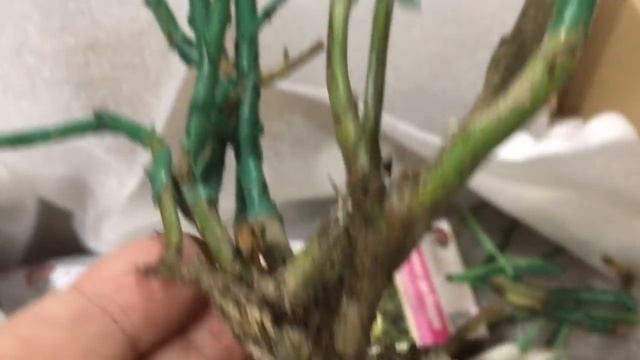 Розы новинки. Посылка с розами из Подворья и РАЗОЧАРОВАНИЕ! Сорта роз и пионов. смотреть онлайн