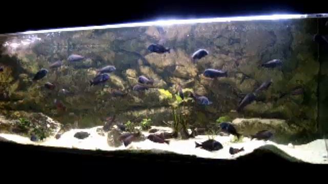 Tropheus Red Moliro And Dubois Maswa And Lamprologus Meleagris