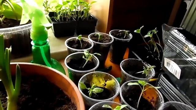 ?Делаем грядки в теплице\Навоз-батюшка\Часть 1? смотреть онлайн