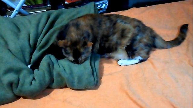 Can You Tell Me Why Cats Do That? смотреть онлайн
