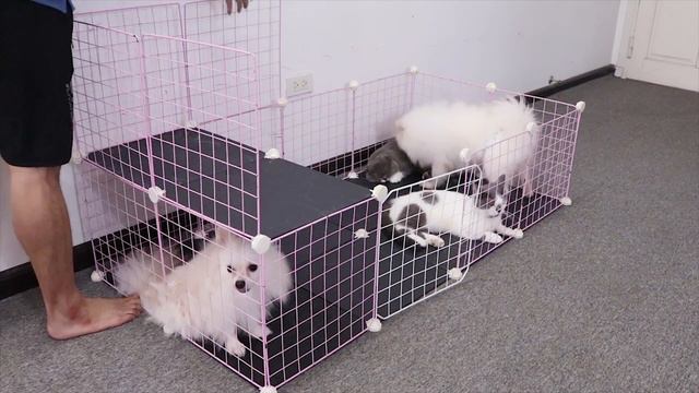 DIY Dog House & Cat Tower for Pomeranian Poodle Puppies, British Shorthair, Ragdoll Kitten for Sale смотреть онлайн