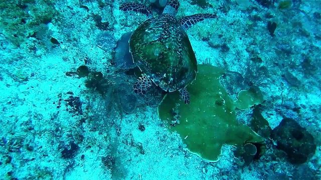 The best relaxing music. Undersea world. Расслабляющая музыка для снятия стресса. Подводный мир. смотреть онлайн