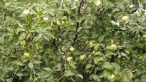 Яблоня сорта Богатырь