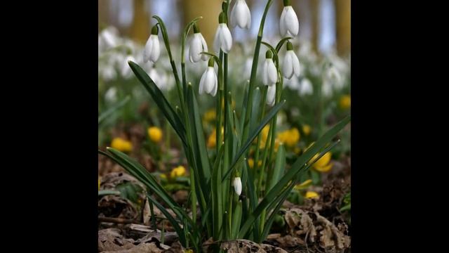 ГАЛАНТУС, или ПОДСНЕЖНИК (GALANTHUS) сем. Амариллисовые смотреть онлайн